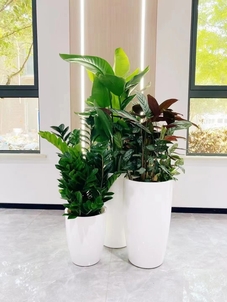 专业花卉租摆,为宁波奉化增添一抹亮丽花韵